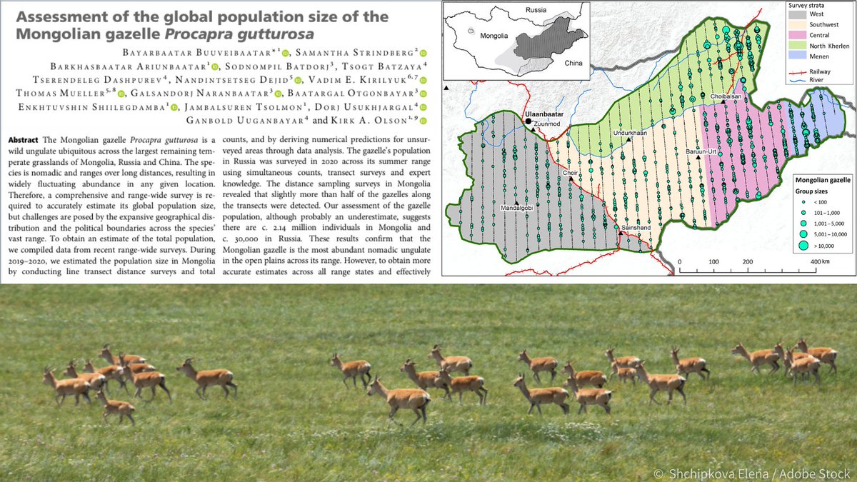 Buuveibaatar et al. present the 1st near-range-wide population estimate of Mongolian gazelles, estimating a total population size of c. 2.14 million in Mongolia alone, making this nomadic species one of the most numerous open-plains ungulates globally 🦌 doi.org/mr5k