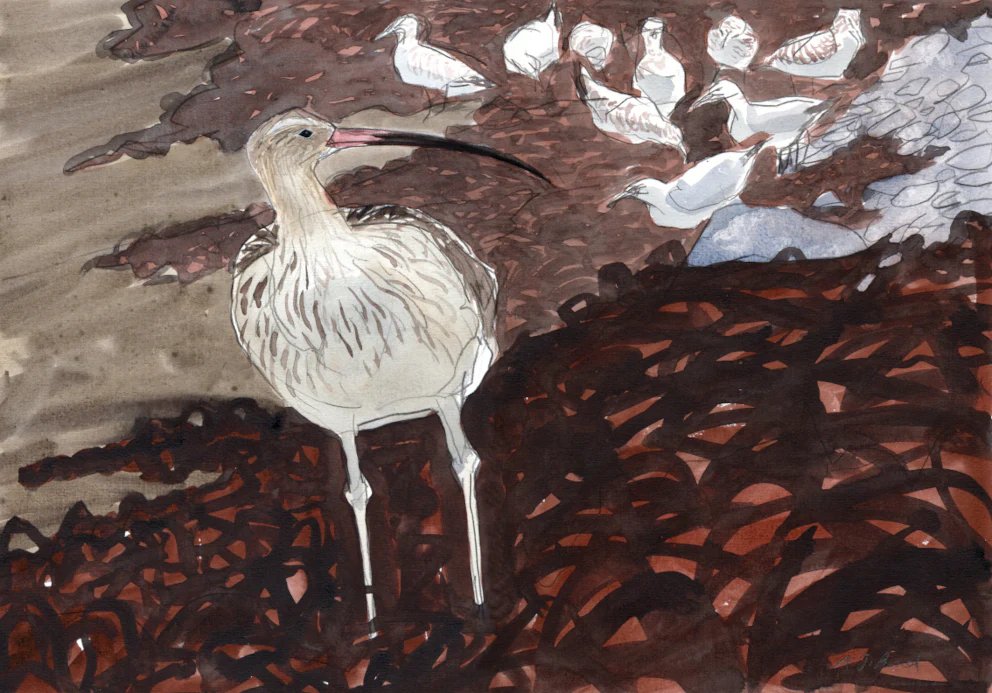 On #WorldCurlewDay, we celebrate this beautiful bird which has featured in art, sculpture, photography, poetry and literature throughout the ages. Curlew continue to inspire to artists, such as Adele Pound. Find this work and more in our Online Art Shop: the-soc.org.uk/collections/ar…