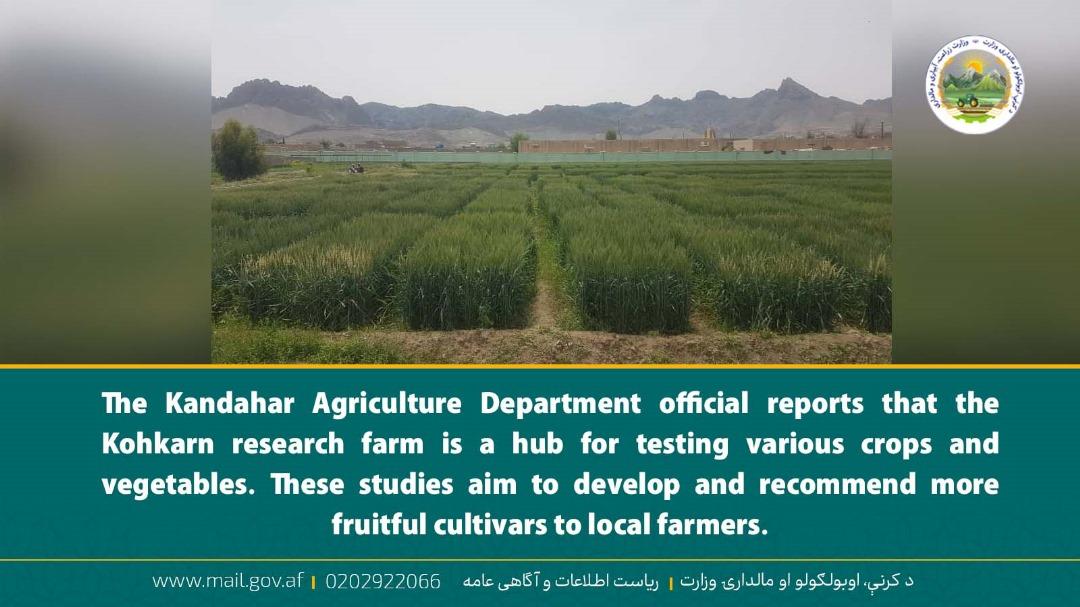 The Kandahar Agriculture Department official reports that the Kohkarn research farm is a hub for testing various crops and vegetables. These studies aim to develop and recommend more fruitful cultivars to local farmers.
