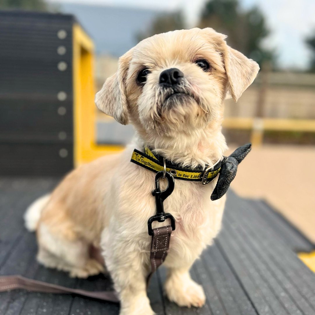 🐾 Sponsor dog Gilbert wants to know what everyone's plans are for the weekend. Why not visit us this weekend? We are open from 12-4pm 🐶

#DogsTrust #DogsTrustCardiff #whattodothisweekend #Cardiff #adoptdontshop #adogisforlife
