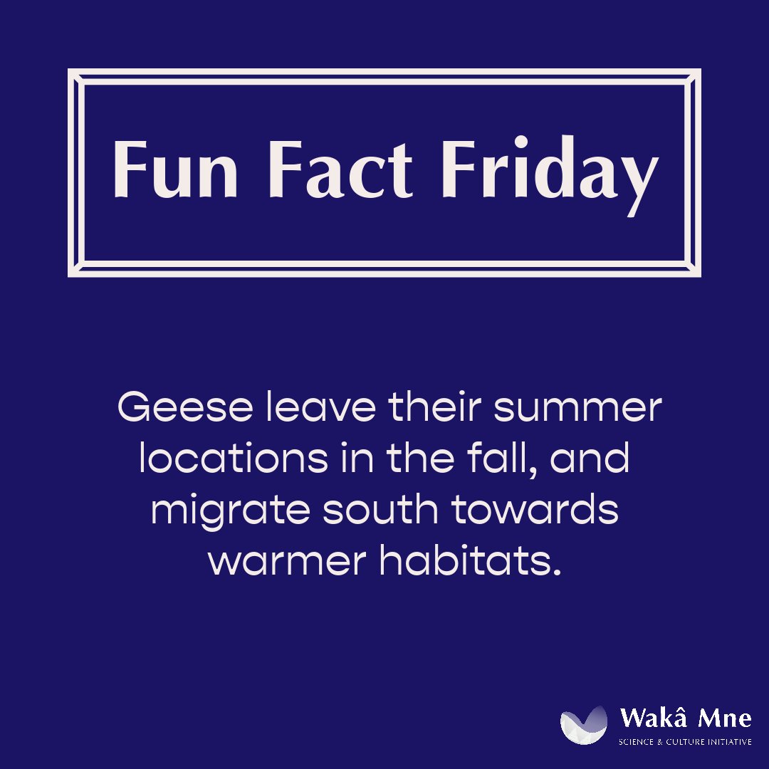 ANSNproject's tweet photo. Geese leave their summer locations in the fall, and migrate south towards warmer habitats. They must leave before the soil and water freezes up until spring of the next year.

📸🖍️: Adobe Express

🔗🌳: https://t.co/OJ6NImUqNi https://t.co/MN7XrydE3K