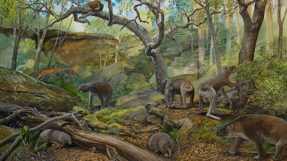 Three new species of gigantic kangaroos are described in a new study.

popsci.com/environment/gi…

#fossils #paleontology