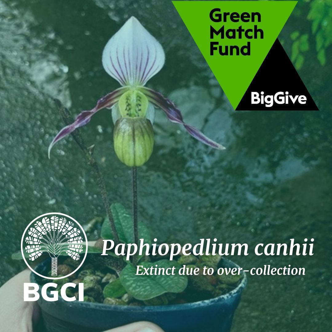 The orchid Paphiopedilum canhii, during 6 months of exploitation, lost 99.5% of wild specimens to trade. Help BGCI tackle this issue in our BigGive #GreenMatchFund campaign. Donate today & have your money doubled! buff.ly/3VDVM4F #KnowWhatYouGrow #PlantDefence