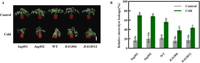 BAG8 positively regulates cold stress tolerance by modulating photosystem, antioxidant system and protein protection in Solanum lycopersicum sciencedirect.com/science/articl… #plantscience
