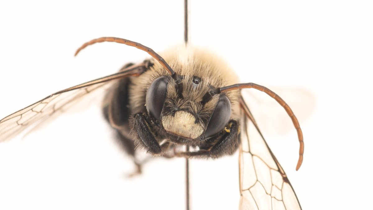 AES Entomology tweet media