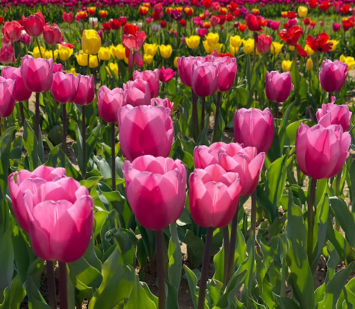 Tulips bring such a burst of color to the spring landscape! Here the photographer has focused in and filled the frame with their cheerful blooms. Photo by a member of the Garden Club of Somerset Hills, Zone IV #tulips #colorfultulips #springbulbs #springbloom #springcolor