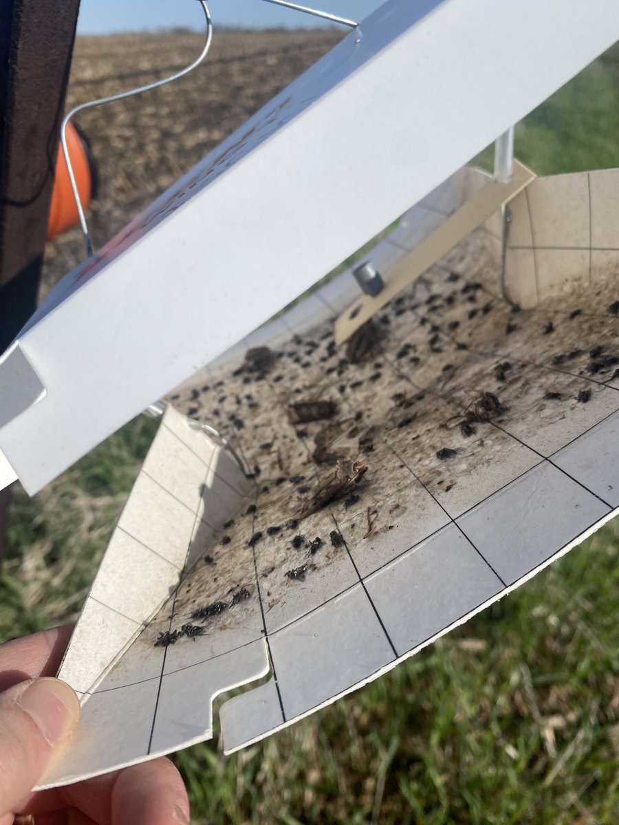 8 cutworm (🐛) moths in Keokuk Co., which = a significant flight. Expect 🐛 to be big enough to cut corn once 300 GDDs (base 50) accumulate after a significant flight. Will use this to predict potential cutting dates in May. go.iastate.edu/OUNTPX. @ashleyn_dean @erinwhodgson