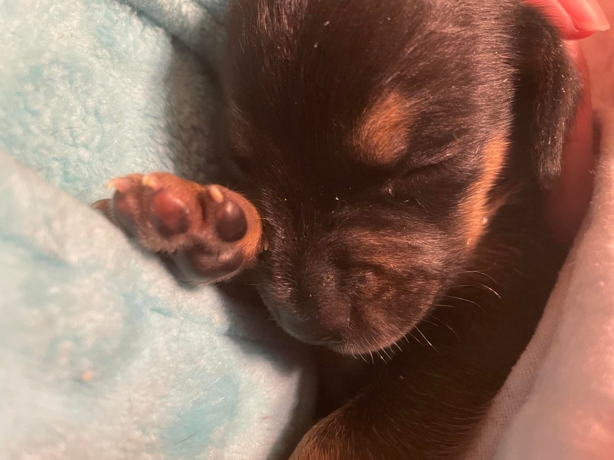 “The bond with a true dog is as lasting as the ties of this earth will ever be.”
 – Konrad Lorenz
PAWlease supPAWt our #BDOG2024  fundraiser to help with the #tinybutmighty like this cutie from 2022.
bigdayofgiving.org/organization/i…
#savinglives #puppies #fosters2022  #gratitude