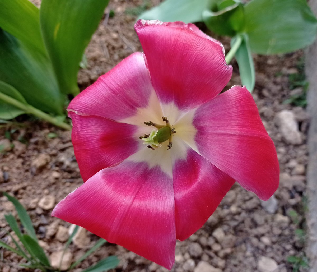 Tulipanes #floresdeprimavera #1florcadadía #llenatwitterdeflores #quenofaltenlasflores