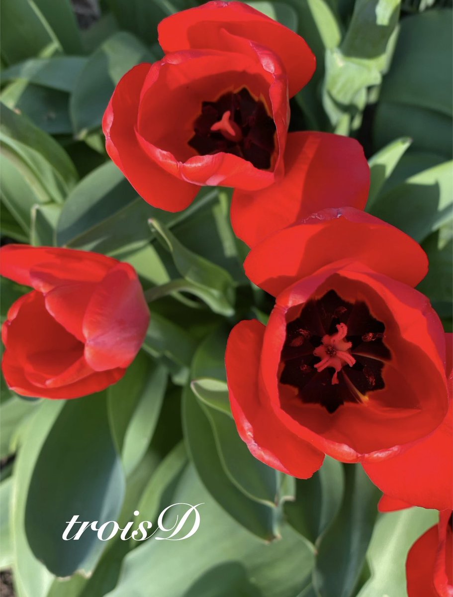 @rajkbakshi Tulips have been beautiful this spring!🌷🌷🌷 Thank you for lifting our spirits every morning. 🙋‍♀️🌷