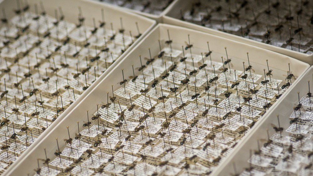 AES Entomology tweet media