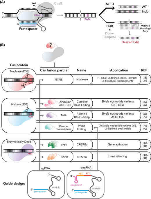 Excellent article on latest in gene editors as tools to study cells + cancer 'The ability to engineer SNVs endogenously opens up the space to study a much greater sphere of genetic variation and gene regulation. As such, precision genome editing screens have become an