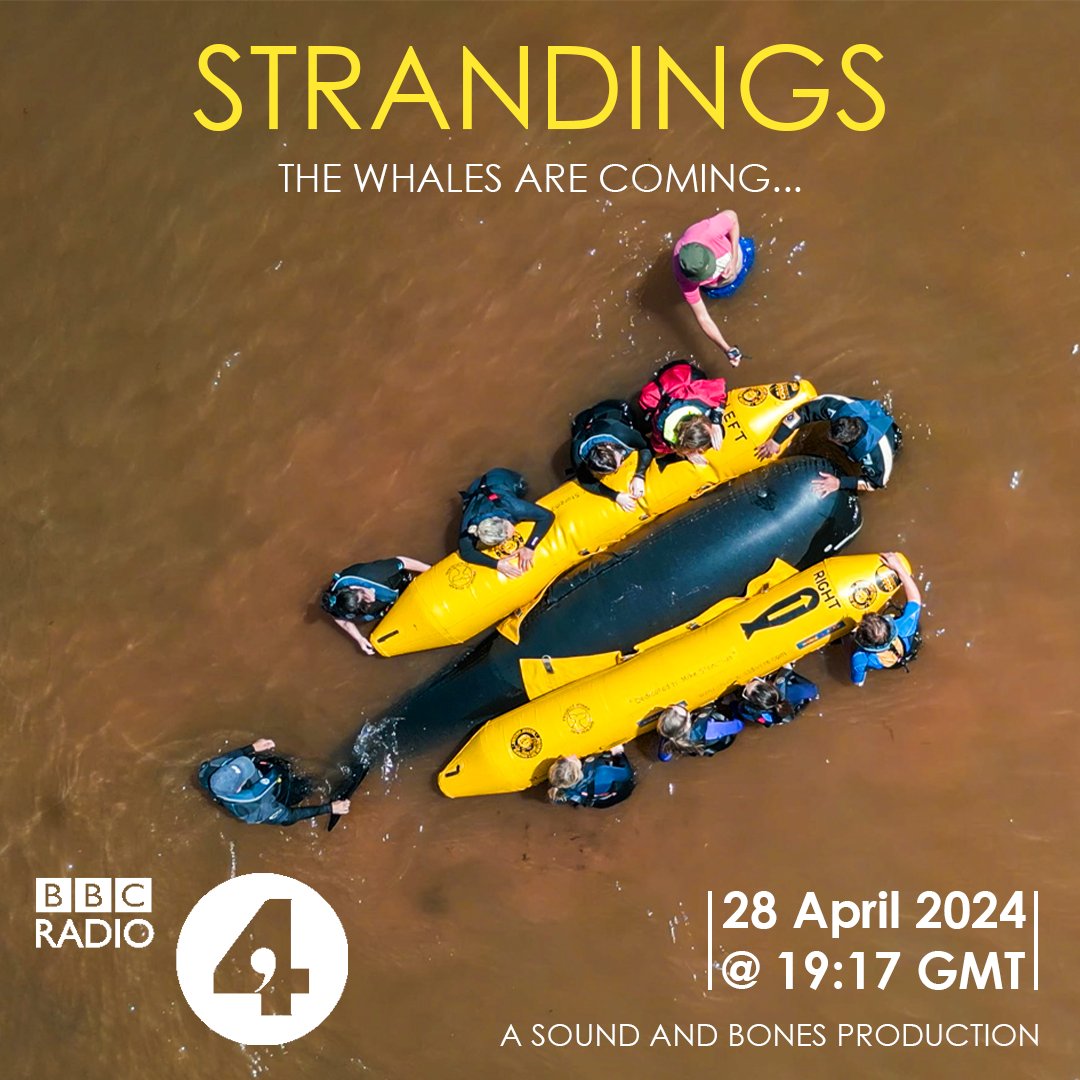 ✨TONIGHT✨ The whales are coming… Actually they are already here. With us. On land. After listening to this memorable documentary you will never think about whales the same way again... Based on #Strandings by Peter Riley, catch it on @BBCRadio4 at 7.17 PM!