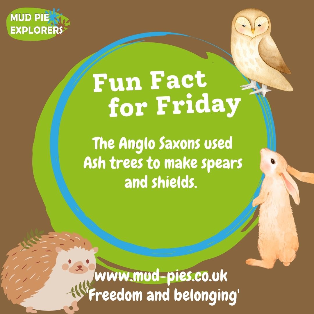 The #AngloSaxons used #Ash trees to make spears and shields. 🛡️

#forestschool #mudpieexplorers #bristollife #bristolkids #bristolschools #fridayfact #facttimefriday #funfactfriday