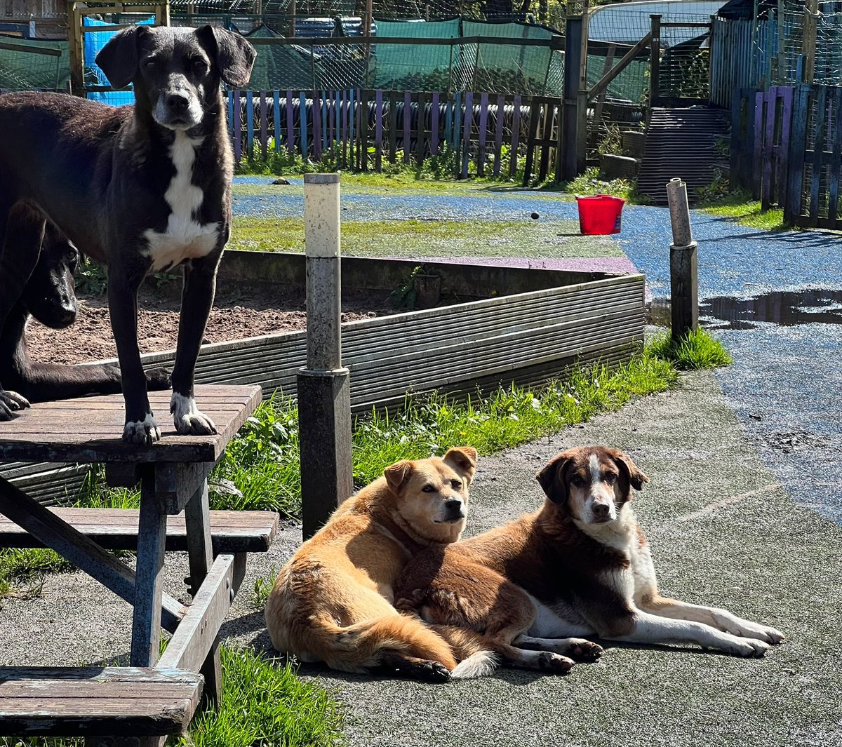 Inca, Alice and her new boyfriend Peanut catching some rays 🌞 Love is definitely in the air 💜