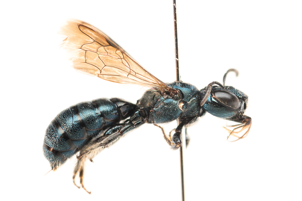 AES Entomology tweet media