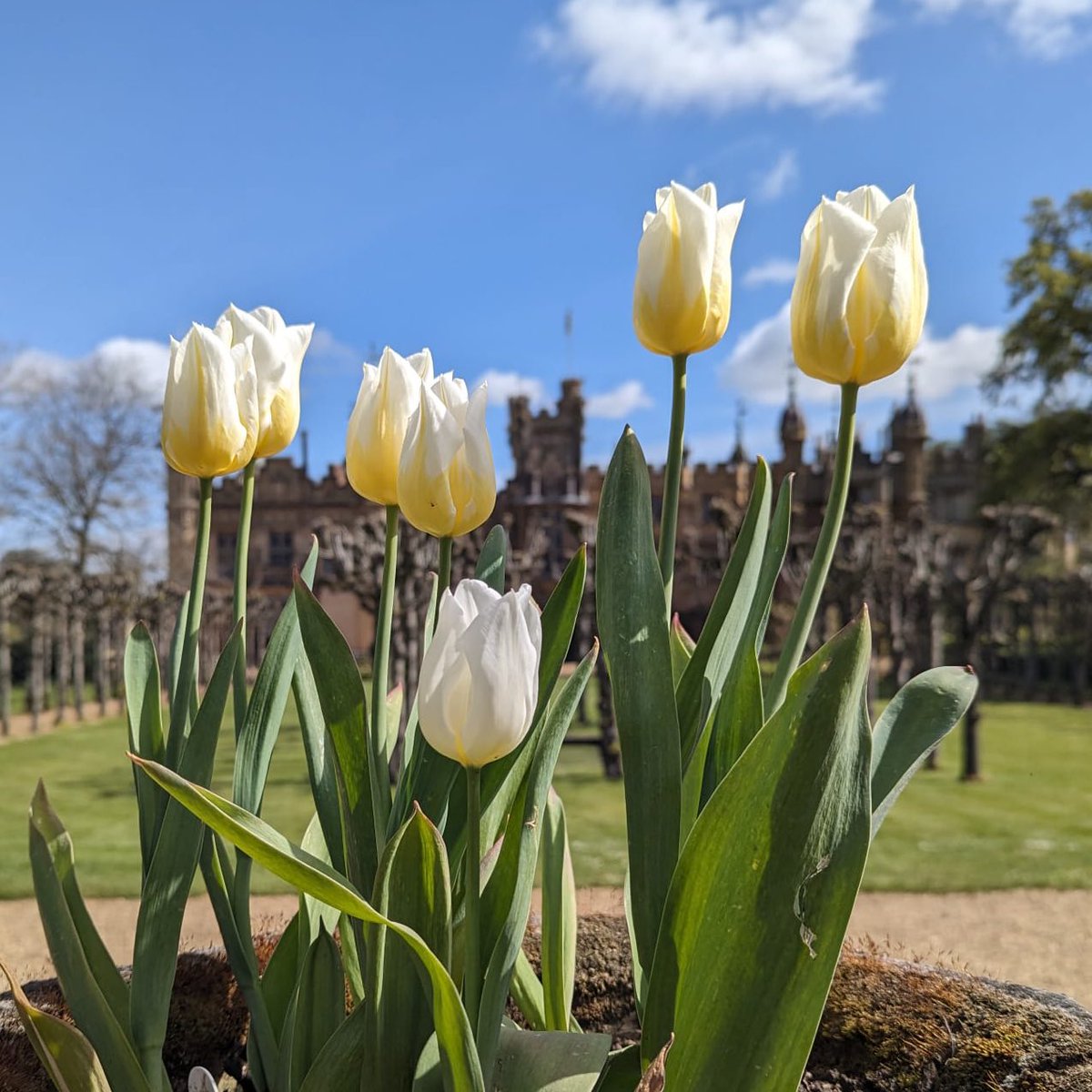 Happy Friday! 💛 We are looking forward to welcoming our visitors this weekend! Pre-book tickets at a discounted rate here - knebworthhouse.digitickets.co.uk/category/31567…