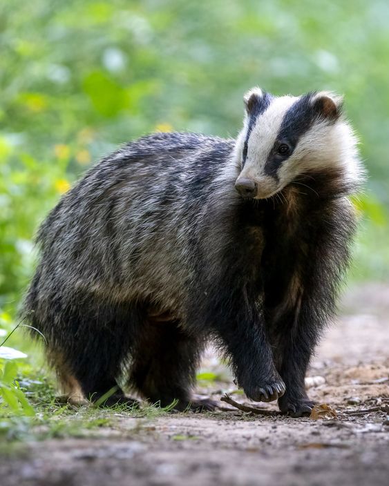 Saw a Badger running through Ambleside last night, stepped to one side to let it get by, gave me a look, then carried on.