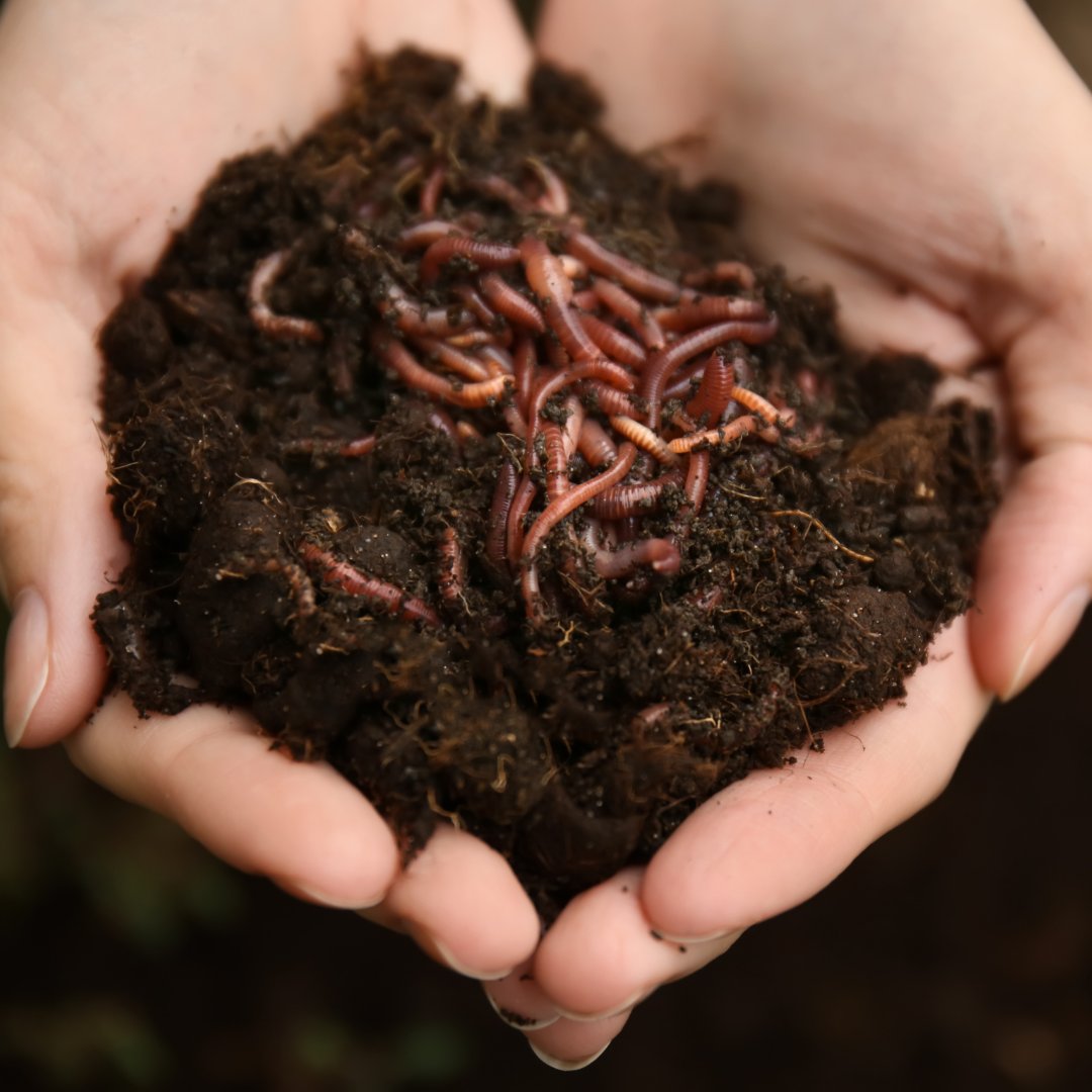 Soil is arguably the most valuable natural resource on any farm and is often taken for granted. Linking progressive soil management to a livestock production system can achieve significant benefits in disease resistance, productivity and profit. #kingshay #farm #wormywednesday