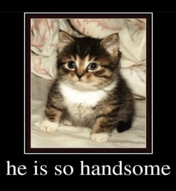 DontShowYourCat's tweet photo. I can't stop staring at him https://t.co/jXhY82IF2L