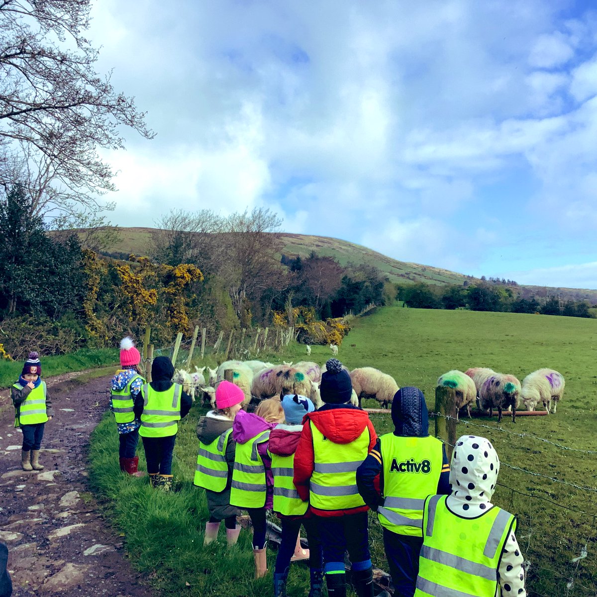 🐑🐄🚜 FARM VISIT 🐑🐄🚜 Primary 1-2 had a fantastic morning finding out how things operate on the farm! We are so lucky to have this right on our doorstep & huge thanks to the McAuley family for facilitating our trip as always 🙌🏻 #FarmLife