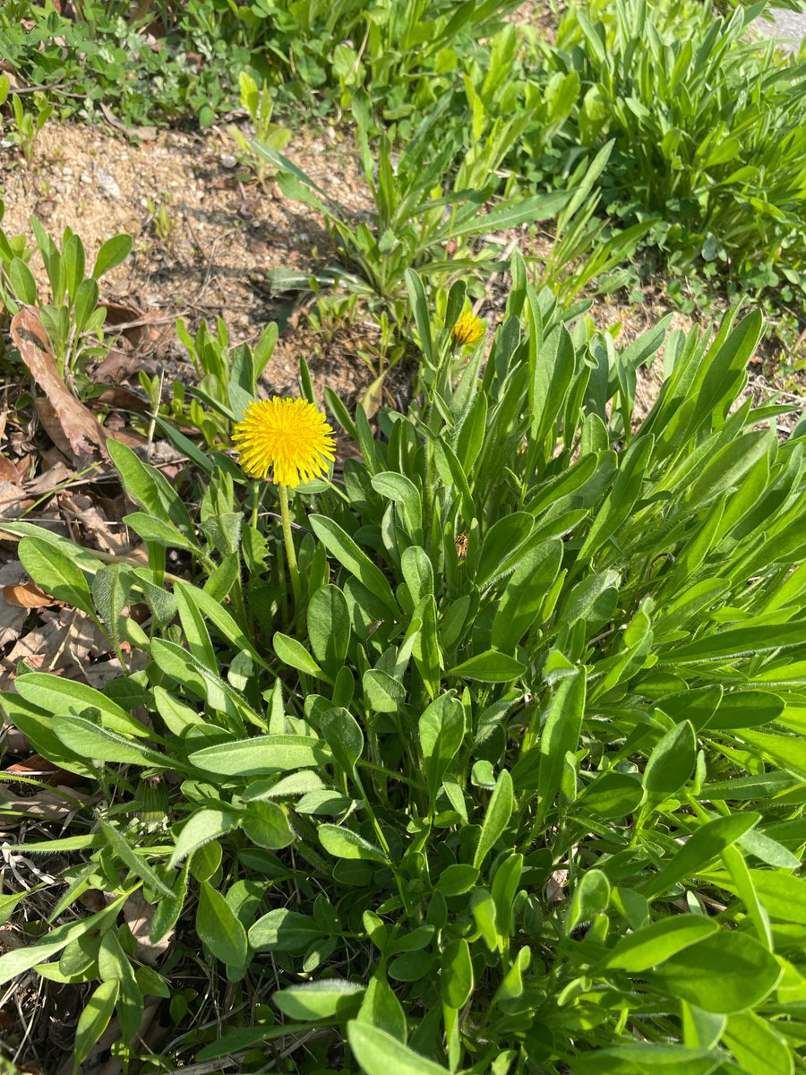 ASTRO_Spain2's tweet photo. [INFO] 19.04.2024

#SUA (hermana de #MOONBIN) ha publicado dos fotografías (una con un diente de león y otra con flores amarillas) en Weverse:

«Te echo de menos, ″̮»

📎https://t.co/uodaCQ4gIt

#수아 #문빈 #DearMyBrightMoon #문빈_가수해줘서_고마워 #아스트로 #ASTRO @offclASTRO

No olvides reaccionar a la publicación original💜