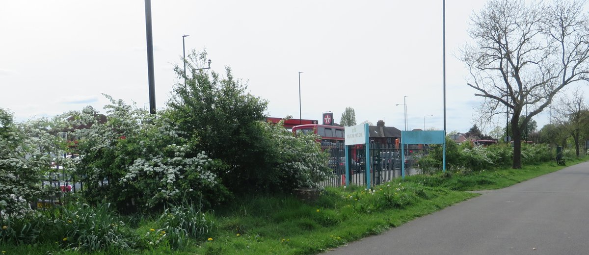 Hedgerows - Thanks to David Larkin, who almost single-handed, replanted shrubs and watered, to re-establish hedgerows along all our fence boundaries. So pleased to see them in flower and growing well. Hedgehogs have been seen! Big Thank you! :) @LondonNPC @_Kidbrooke @WildLondon