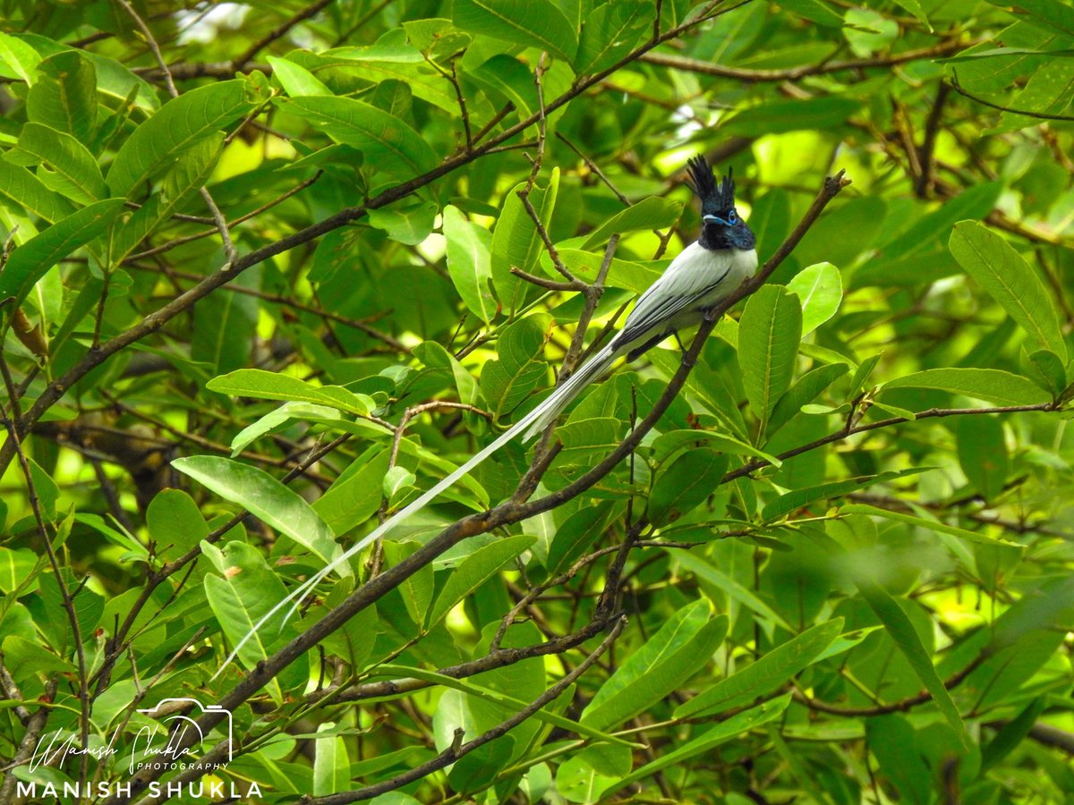 'Indian paradise flycatcher'
State Bird of Madhya 
@statebirdofmp
@Doodrah
@MPTourism 
@mptfs 
@NWF 
@RamsarConv 
@WetlandsInt 
#BirdsSeenIn2024
@Britnatureguide 
@jaya2004khare 
@Abhikhandekar1 
@ThakkarLokendra