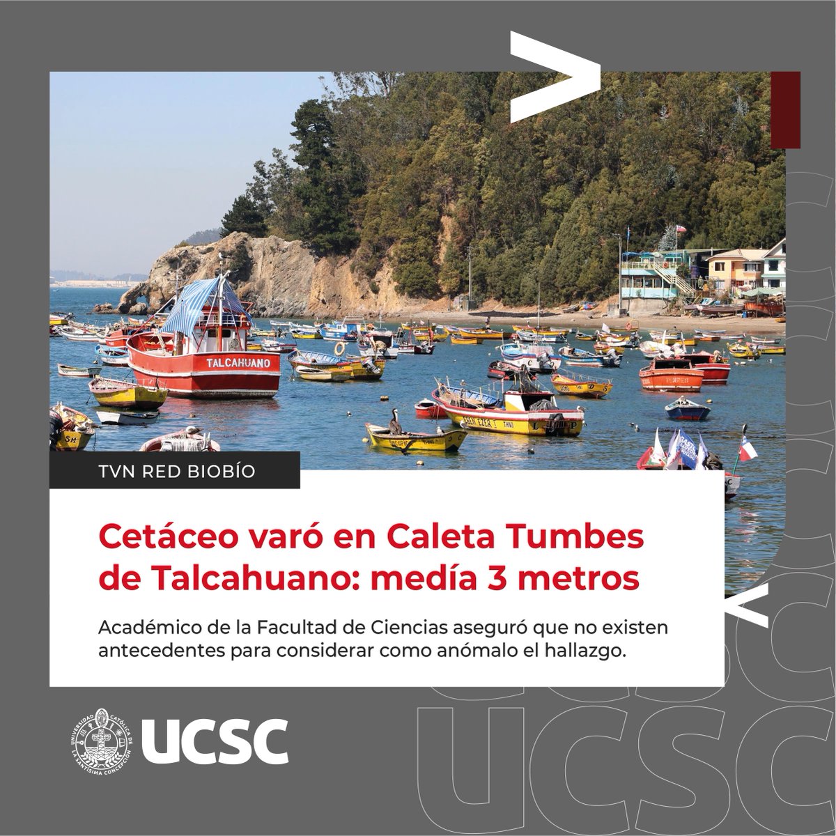 ucscconcepcion's tweet photo. #UCSCEnMedios: Revisa las apariciones más destacadas de nuestra Universidad, sus académicos e investigadores en medios de comunicación.

🦟 Especialistas advierten sobre el alza de casos dengue en Chile: https://t.co/R9hdfjAXDP

🐋 Zifio varó en Caleta Tumbes de Talcahuano: medía 3 metros de largo: https://t.co/BfGqMjUr22

📖 Libro “Mujeres educadoras del Biobío” es protagonizado por profesoras destacadas de la Región del Biobío: https://t.co/7zNbseZ8n2

#UCSCConcepción #EducaciónSuperior