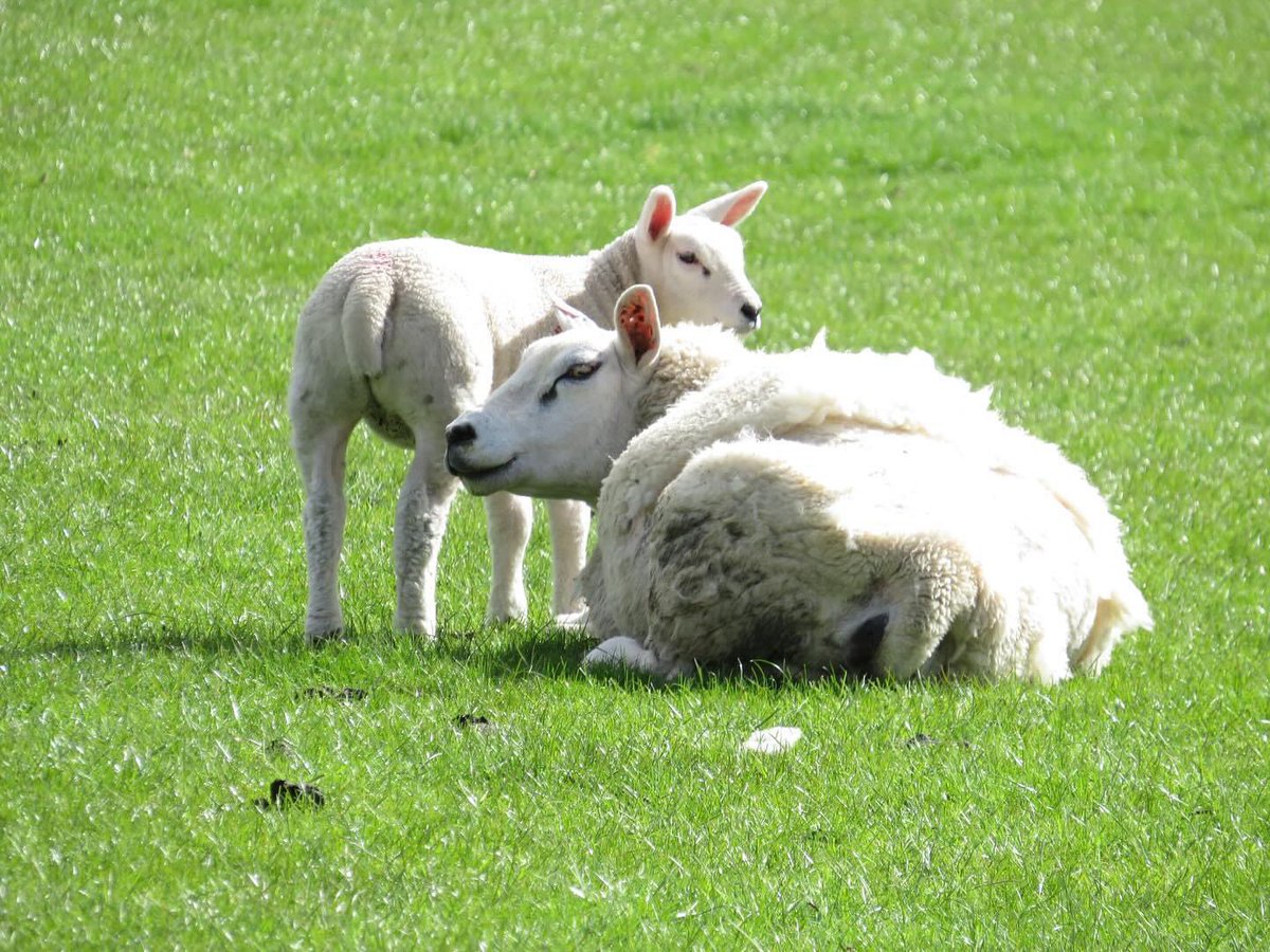 #lambs #weardale #northeast #springtime #countryliving #countydurham