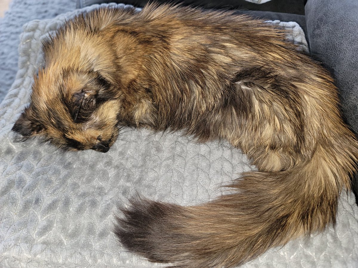 Please send prayers/healing thoughts my way. I'd be grateful. I had a breakthrough seizure late last night. My cat Mom held me after, and I felt better. She's my best friend. I'm hoping to just sleep it off after my medicine and no more occur. Thanks! #superseniorcatsclub #Cats