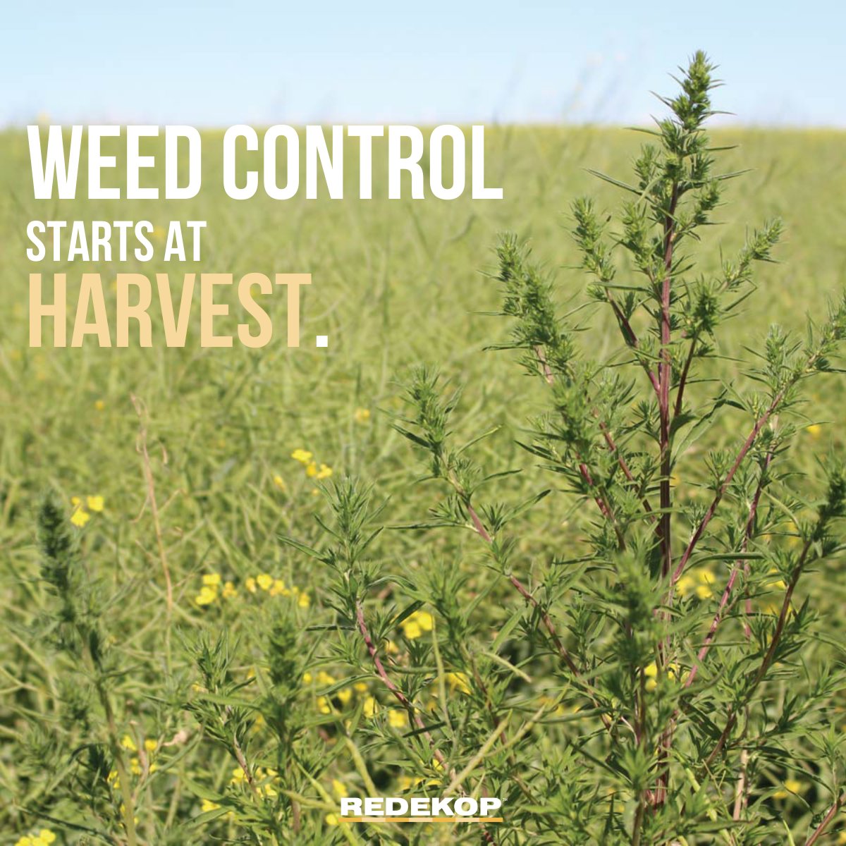 Have you started to see weeds in your field yet?

First green we see in our fields are weeds. Every year, we look for new ways to get rid of them. 
But what if you started making changes for next seasons seeding at last season’s harvest?

Read more below:
ow.ly/6HQL50RjXmI