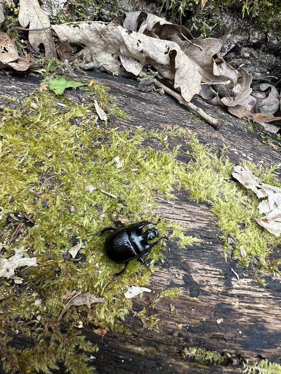 rootdadventure's tweet photo. Some amazing finds by @west_ewell year 4s during their explorers session.
A striped millipede and a minotaur beetle! 🪲
#OutdoorExplorers #OutdoorAdventure #Entomology #Beetles #ForestSchool https://t.co/Q1vdqGY8rt