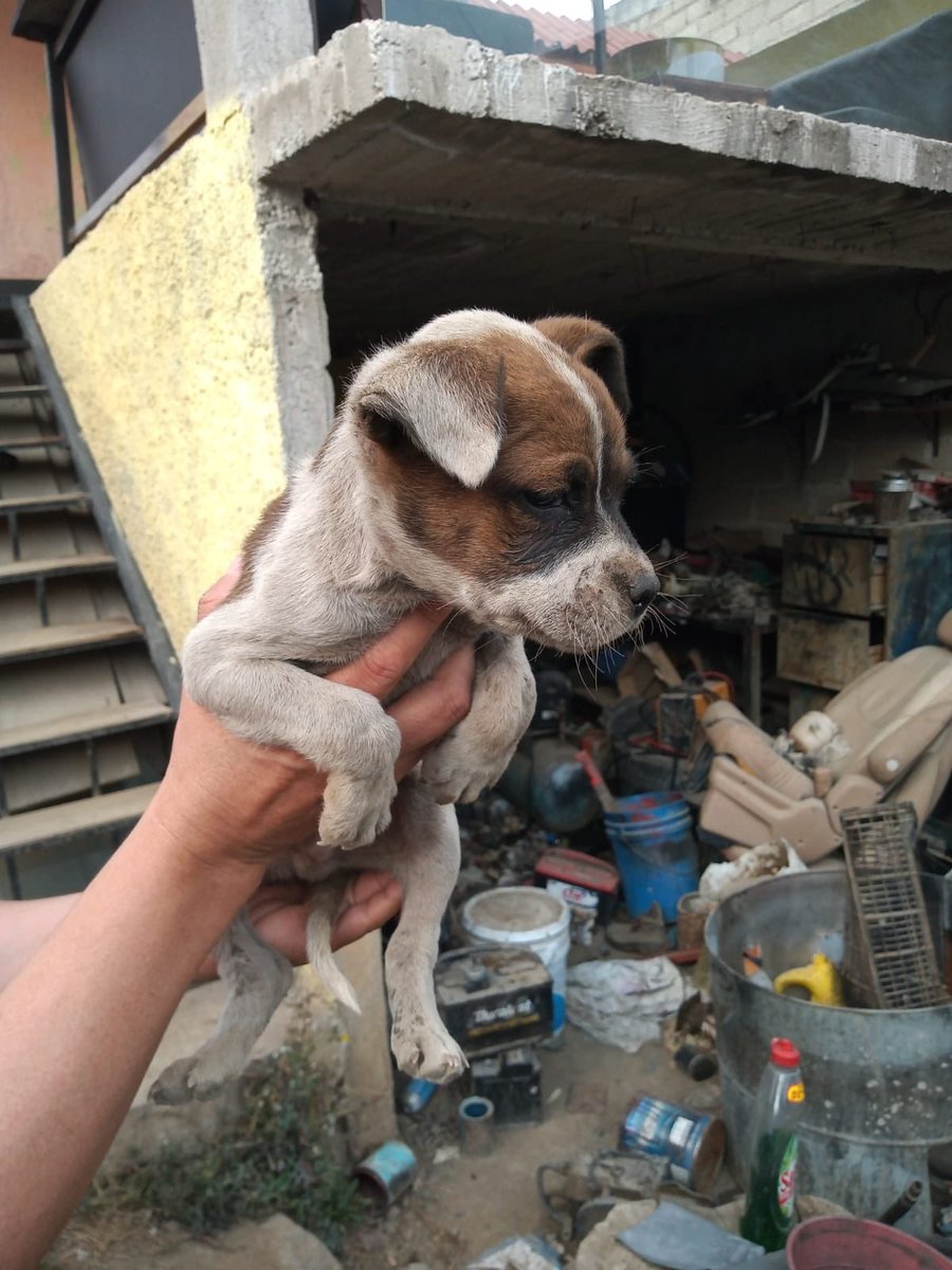 Alguien por acá podría darle hogar temporal a esta cachorrita? Yo ayudo con difusión masiva y recaudando fondos para lo que necesite. Tiene 2 meses. Nunca ha recibido amor ni cariño. Está en cdmx/edomex. También ayudo con transporte