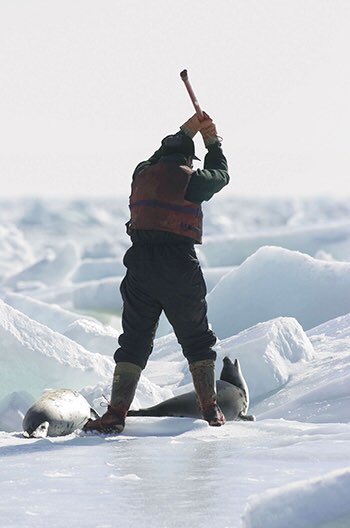 domdyer70's tweet photo. 31,530 young seals clubbed to death in Canada since 18th April this slaughter is a disgrace to human race @Canada @JustinTrudeau #Canada https://t.co/YwHjI16iNm