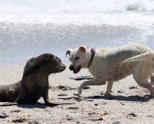 DefendamsChiloe's tweet photo. Desde el archipiélago de CHILOÉ llamamos al GOBIERNO y al parlamento a entregar soluciones concretas al daño de presencia de perros en áreas de fauna silvestre.

!!!Es hora de proteger también la vida de especies nativas!!!

@GabrielBoric @Maisa_Rojas @Giovimoreira @DPPChiloe https://t.co/hexAkpqByW