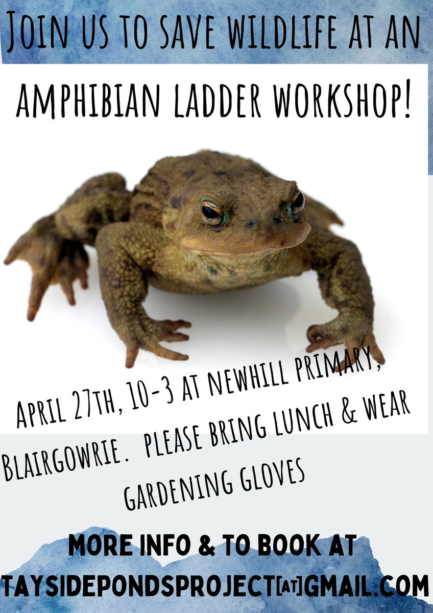 Join us at this #Amphibian ladder workshop in #Blairgowrie on April 27th to save thousands of lives. 10am-3pm or come for part of the day - booking & more info taysidepondsproject@gmail.com Pls RT to help frogs, toads, newts, inverts, voles, mice, shrews, rabbits & more 🐸