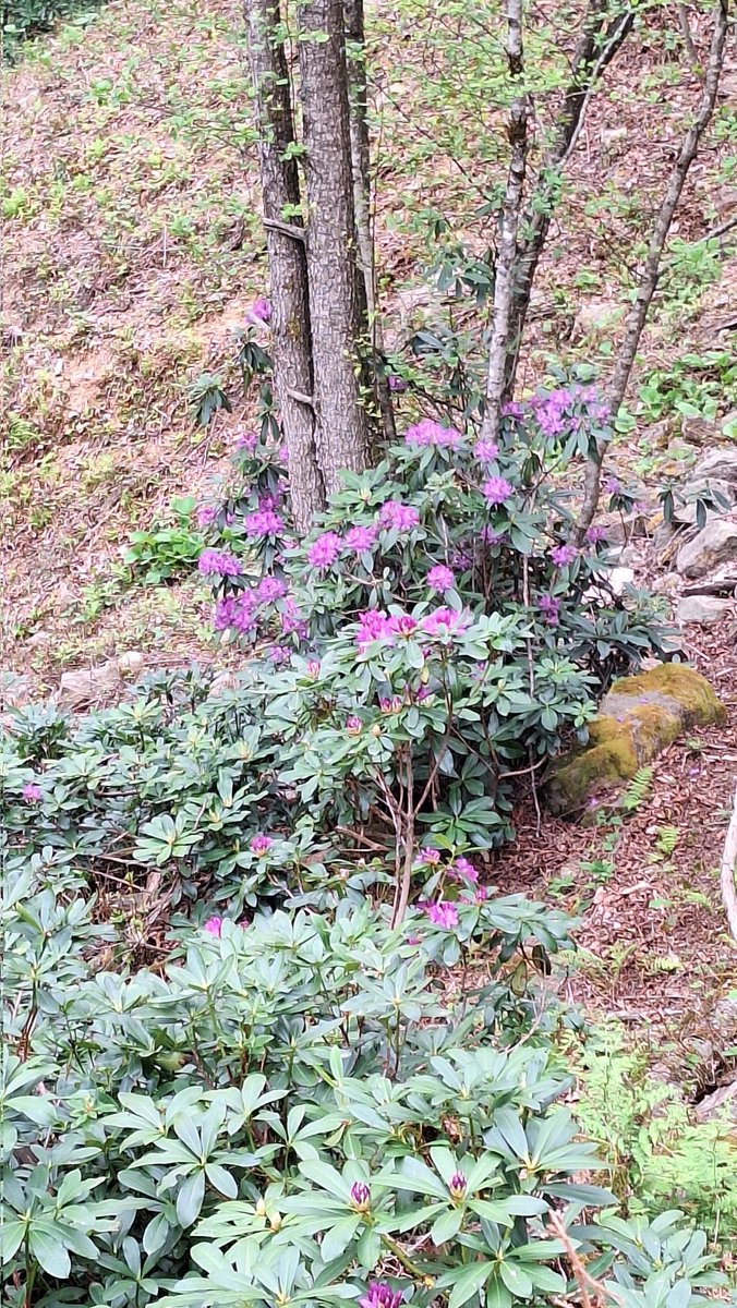 Karadeniz ormanlarının süsü ormangülüdür (Rhododendron). Ormangülü olmadan Karadeniz olmaz. Ormangülü başka pek çok yerde olur ama Kardadeniz'deki gibi olmaz. Arıların çiçeklerinden yaptığı bal zehirlidir. Bir çay kaşığı kafa yapar ama bir tatlı kaşığı sindirim sistemini alt…