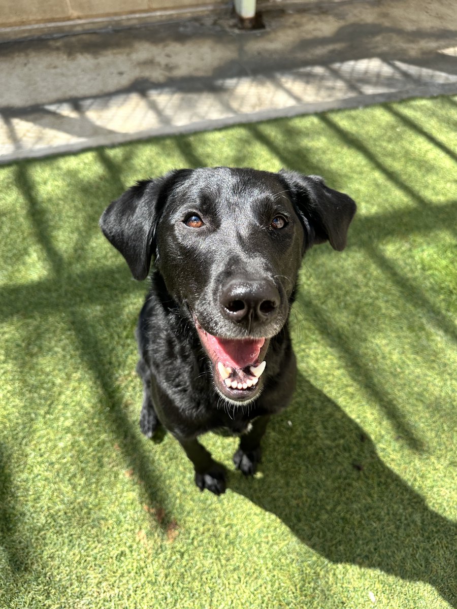 This gorgeous girl is named Delilah, a 1.5 year old Labrador Retriever looking for a loving family. Come visit her at the SAHS! 😊