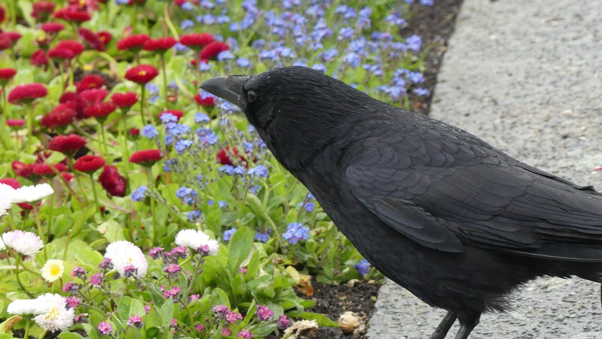 Today I actually saw a crow sniffing flowers. Mind you, it might have had something to with the cat biscuits I'd just thrown