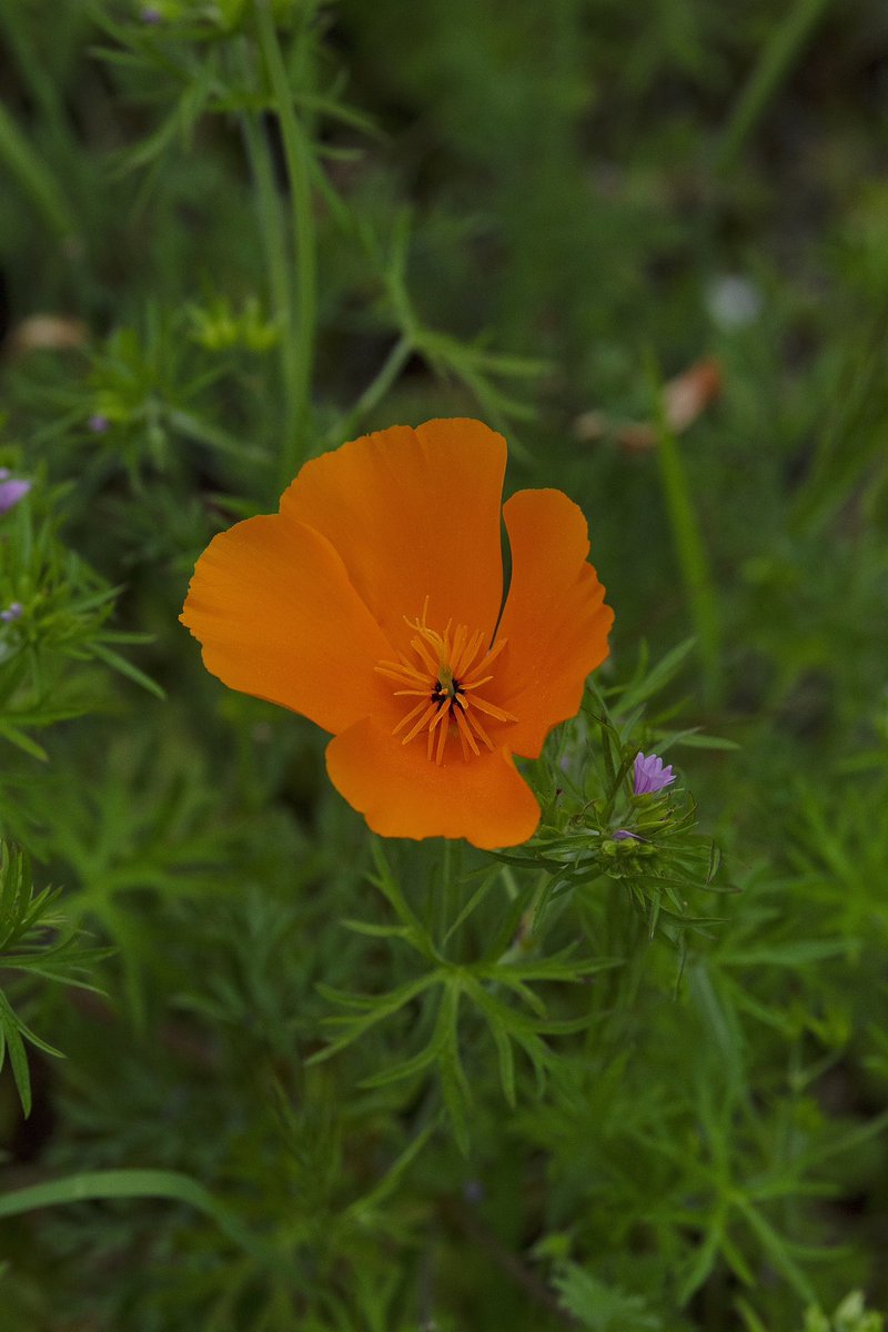 Wildflower Season is one of my favorite times of the year. #Eastbay #wildflowers #poppies