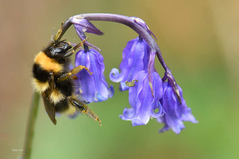 PaddyTobin5's tweet photo. Bluebell and Bumblebee...Bombus hortorum. https://t.co/7iPPsfHMtd