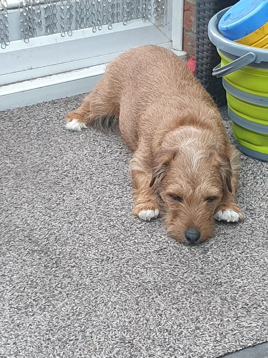 I have lots a beds but like to chill out by bucket by back door.. enjoy your weekend pals 🐾🐾💜