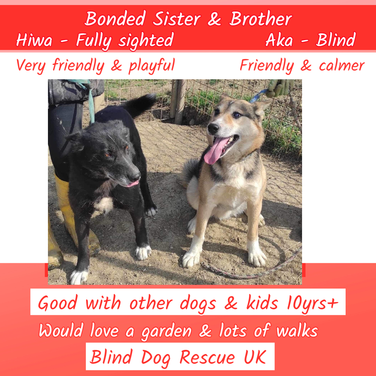 6yo siblings HIWA & AKA have been together since birth & BDRUK would love for them to find a forever home together. Hiwa is described by her rescuer as very friendly & playful, & Aka (who is blind) is a friendly boy but calmer. They are good with other dogs & can live with…