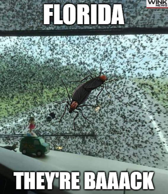 Florida lovebug season is late April into May. 🦟 @WINKNews