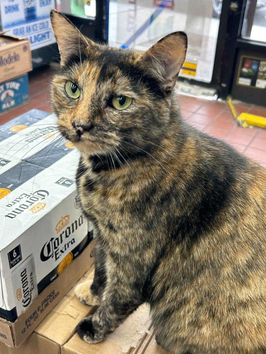 Bodega Cats (@Bodegacats_) on Twitter photo 2024-04-19 18:07:58