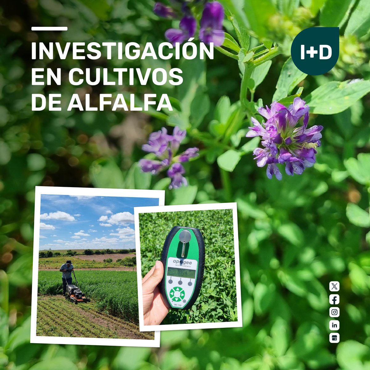 🌱✨ Maisor investiga con ANII y Fac. Agronomía aplicaciones de Wuxal Molibdeno en cultivo de alfalfa. Evalúan MS y Mo. Pronto: datos reveladores. 📈🌟 #InvestigaciónAgrícola #CultivoDeAlfalfa #Maisor #ANII #WuxalMolibdeno #DescubrimientosCientíficos