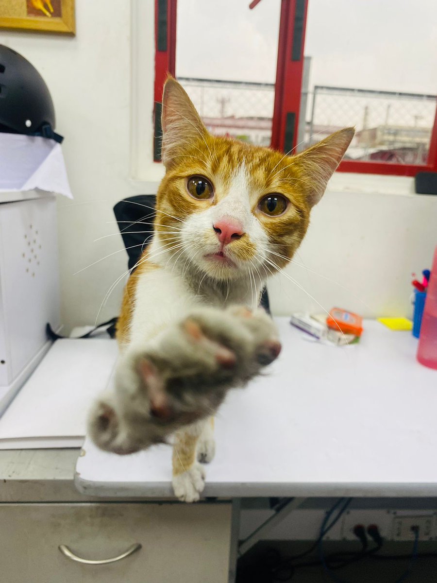 BomberosBogota's tweet photo. 🐱 Este gatico fue rescatado en el sector de la estación Restrepo. Ahora estamos buscando su casa o un hogar amoroso para él. 

INFO: 3045481251.

#RescateAnimal #SalvandoPatas #SalvaUnAmigo #adoptanocompres #adopcionanimal https://t.co/glaZk3pHKo