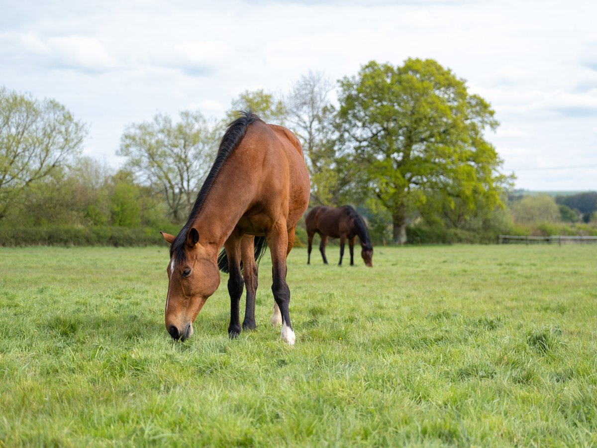 ownersgroupuk's tweet photo. The horses at EquiPrep have their rugs off whilst the spring sunshine is out and they look absolutely gorgeous 😍 #Moabit #ForceTen #OwnersGroup https://t.co/x3Wj4S4PLi