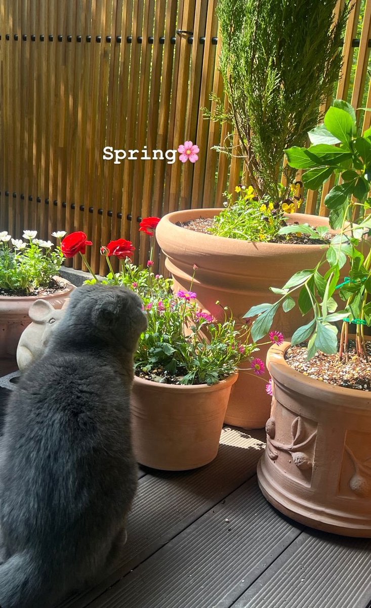 memoryau_'s tweet photo. ต้าวบัม ^-^  🌺🌸💕🐈‍⬛
GSY IG Story [19-04-24] https://t.co/2EWdy1kiML